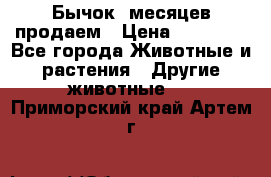 Бычок 6месяцев продаем › Цена ­ 20 000 - Все города Животные и растения » Другие животные   . Приморский край,Артем г.